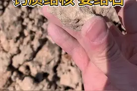 钙质结核姜结石 钙质结核姜结石，黄土里面的结核#地质 #石头 #黄土 #姜结石 #姜石