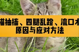 猫咪突然出现抽搐，四腿乱蹬流口水的情况，原因与应对方法大讲解视频封面