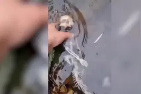 大千世界无奇不有世界未解之谜#千奇百怪的世界 #奇闻趣事分享视频封面