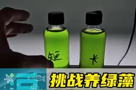网上热销的藻种是否真的有用？试验第三天 #短绒藻 #长绒藻 #清水绿苔 谁能想到绿藻还有这么多种，还能拿来卖钱…这用藻种暴藻和正常啥也不加纯用灯晒能有啥区别？咱们一起来试试看视频封面