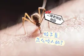 你知道蚊子怎么咬人的吗？ 二猪老师献出自己的鲜血做个实验视频封面
