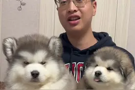 一只天花板水平的巨型灰桃阿拉斯加宝宝 这块头真是没谁了  #熊版阿拉斯加视频封面