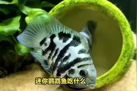 迷你鹦鹉鱼吃什么？这几类饲料可以喂食#观赏鱼#鱼缸 #水族视频封面