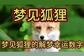 梦见狐狸要发财接好运了！#神奇动物在抖音 #狐狸 #动物世界视频封面