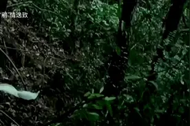 记录白鹇的生活习性，见证它们的成长过程视频封面