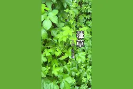 葎草，又叫拉拉秧，有小小的倒钩刺，很多人都不敢靠近，从而忽略了它的价值，有经验的老人会把它采回家，煮水泡泡，你的家乡还有葎草吗？#我的乡村生活 #大自然的馈赠 #植物科普 #内容启发搜索 #识百草@抖音短视频