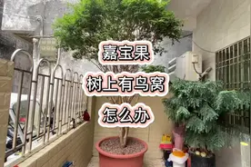 嘉宝果树上有鸟窝，怎么办好呢？ 如果你发现嘉宝果树上有鸟窝，视频封面