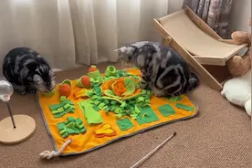 纯推荐！一些适合养宠家庭的益智玩具#猫玩具 #萌宠好物视频封面