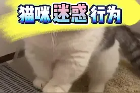 指腚不知道，猫咪迷惑行为。 #科学养宠攻略 #猫咪 #萌宠 #新手养猫技巧视频封面