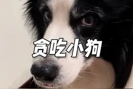 老话说的“狗没有饥饱”看来是真的，有些小狗就是贪吃没够#边牧 #狗是狗边牧是边牧 #狗子成精了 #万物可爱计划 #宅家治愈记