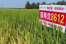 臻两优8612--臻好稻，真高产。视频封面