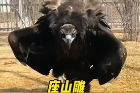 跟你朋友一样沙雕的座山雕#动物世界 #动物解说 #神奇动物在抖音 #奇妙的动物 #座山雕