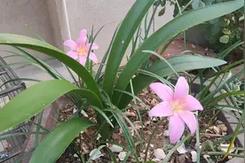 上年纪了，总喜欢花花草草，花不语，能让你很平静！#传统艾灸视频封面