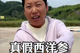 真假西洋参 如何分辨真假西洋参？#中药材 #中药材市场 #西洋参 #真假辨别视频封面