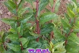 #抖音热点宝 中草药马桑叶#药用植物 #植物科普 #三农 内容仅供参考#@抖音短视频