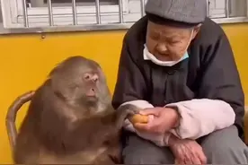 奶奶收养一只断臂的猴子，在这十五年的时间里，建立了深厚的友谊 #广东dou是好风光 #自然奇境科普季 #神奇动物在抖音 #萌宠出道计划 #万物皆有灵性视频封面
