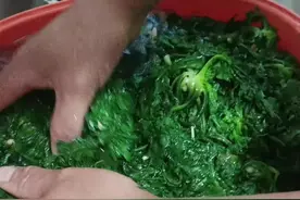 荠菜是唯一一种没虫吃的菜，含钙高，荠菜的季节快结束了！如果有的大家可以备点储存，焯水后一定要放凉水，凉透水不要挤太干，然后放冰箱冷冻保存。#野生荠菜 #大自然的馈赠 #野菜美食视频封面