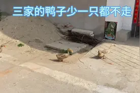 看看三家的鸭子怎么集合的？少一只都不走……#神奇动物在抖音视频封面