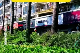 居民将绿化带开垦成菜园，部分低层业主反对：污染 异味受不了，种菜者：贴个禁止告示 我们就不种了视频封面