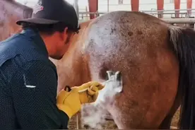 #有趣的液氮烙印技术，你有见过吗？视频封面