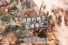 漂亮国的43只猴子逃跑后续；还让人活吗视频封面