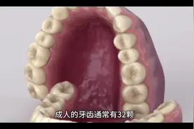 人一共有多少颗牙齿，数数你的牙齿有多少颗？牙齿功能和分类视频封面