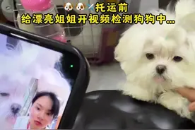 这只马尔济斯把台州的小姐姐迷的不要不要的#马尔济斯#萌宠日常记录 #萌宠成精了 #萌宠推荐官 #小体马尔济斯视频封面