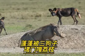 疣猪蓬蓬被野狗三狗子堵在家里嘎荔枝，肺都要气炸了🥴视频封面
