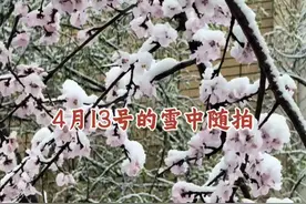 2025年4月13号长春下大雪了，雪中随拍 #春雪 #春暖花开奔你而来 #记录身边好春光 #踏雪赏花