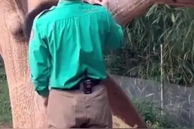 睿辉相争宋宝得利，宋爷爷趁机抢回胡萝卜又近身给爱宝送回去了！#大熊猫睿宝 #睿宝辉宝 #大熊猫福宝 #爱宝双胞胎视频封面