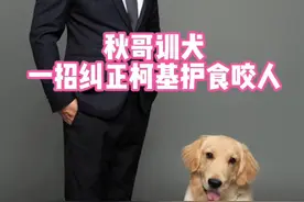 一招纠正护食咬人柯基 #训犬 #萌宠出道计划 #护食 #柯基 #芜湖训犬视频封面