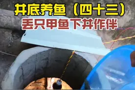 放一斤田螺下井喂大青鱼，又搞了一只甲鱼下去作伴！ 放一斤田螺下井喂大青鱼，又搞了一只甲鱼下去作伴！#井底养鱼 #养鱼日记 #农村生活 #甲鱼视频封面