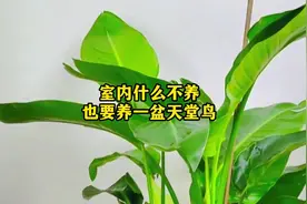 室内什么不养也要养一盆天堂鸟，它不仅可以净化空气