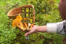 采蘑菇发现的名场面 最欢乐的时刻！#捡菌子的乐趣来了 #采蘑菇视频封面