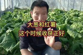 大葱和红薯啥时候收获？不能早也不能晚，这个时间收获正好视频封面
