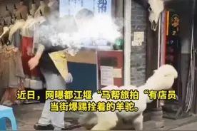 四川一旅拍店被曝店员当街爆踢羊驼，当地回应：派出所已跟进处理。视频封面