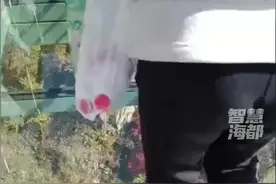 狗狗走玻璃栈道被吓到腿软，网友：哪位游客被吓成狗了视频封面