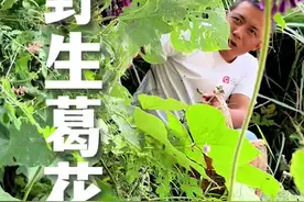 这种花，很不起眼，却有大用处！#野生葛花#葛花#葛藤花视频封面