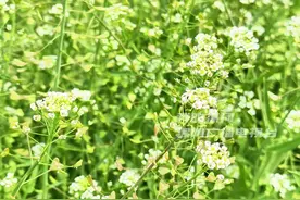河南的春天在哪里 荠菜煮鸡蛋赶紧安排上 网友：开花的荠菜还能这样吃#河南人的春天#荠荠菜#春天的味道#荠荠菜煮鸡蛋#民间传统美食视频封面