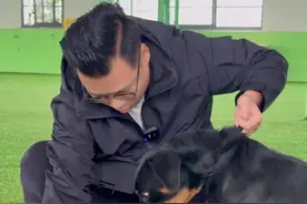 一万多的罗威纳，还好送出来的早，接下来改变它。 #狗狗 #训犬学校 #训犬师 #养狗人视频封面