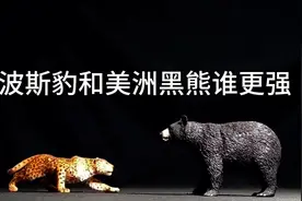 波斯豹和美洲黑熊谁更强