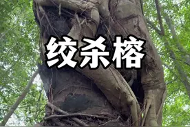 雨林霸主榕树，令很多植物望而生畏，看它如何一步步绞杀死宿主树。#植物科普 #榕树#绞杀榕#独木成林 #热带雨林视频封面
