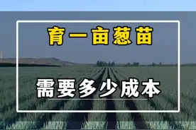育葱苗，你有没有算过这个账？一亩葱苗多少钱？#大葱种植 #育葱苗成本 #种大葱成本 #育葱苗多少钱 #大葱行情视频封面