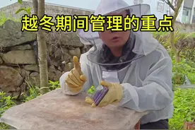 越冬期间管理的重点#养蜂技术分享 #中蜂养殖 #养蜂技术视频封面