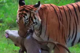 老虎伏击鹿群，整个狩猎过程堪称完美！ #老虎 #动物世界 #野生动物零距离 #神奇动物在抖音 #精彩片段