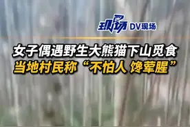 原来大熊猫除了竹子外也沾荤腥？四川#女子回娘家发现野生熊猫下山，因居民保护意识极强，野生熊猫见到村民也不害怕#大熊猫视频封面