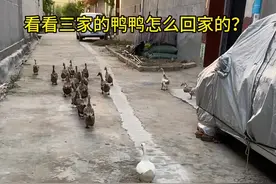 傍晚了，看看三家的鸭鸭是怎么回家的……#鸭子 #神奇动物在抖音 #网红十一只鸭子 #动物的迷惑行为 #奇妙的动物视频封面