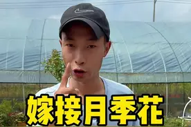 月季花嫁接教程棒棒糖月季嫁接方法 个人最常用的一种月季嫁接方法，适合小型砧木嫁接，视频尽可能的给大家讲的细致一点方便新手入门。#养护小知识 #月季嫁接 #棒棒糖月季 #蔷薇嫁接月季视频封面
