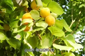 #藏红花 的药用价值及功效视频封面