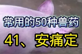 《常用的50种兽药》 41、安痛定，养猪牛羊经常用到的解热镇痛类药，如何正确使用？#创作灵感 #养猪技术 #养猪人 #兽医 #兽药视频封面